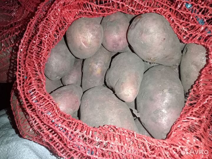 Продам картофель урожай 2023
