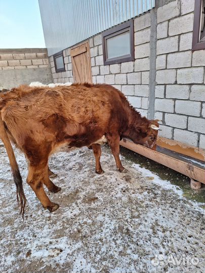 Корова стельная дойная