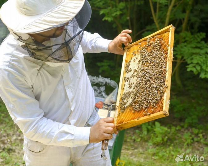 2024 Мёд натуральный алтайский опт