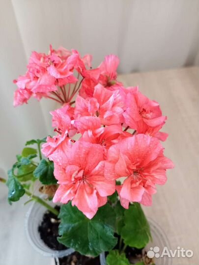 Пеларгония