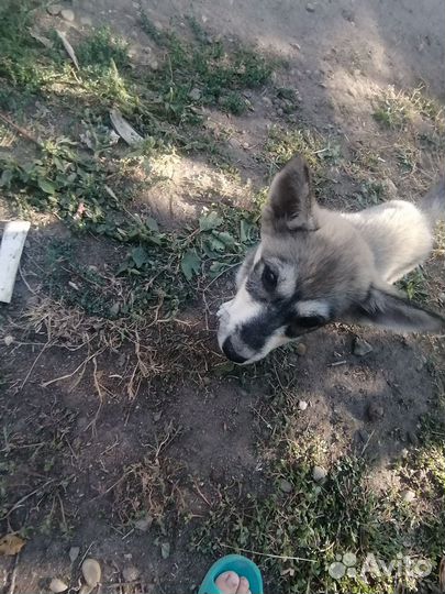 Игривые щенки