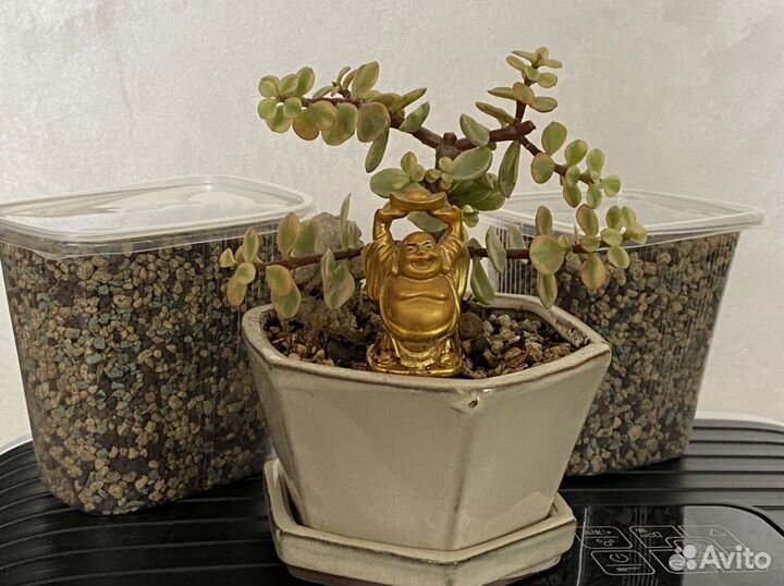 Кактус опунция