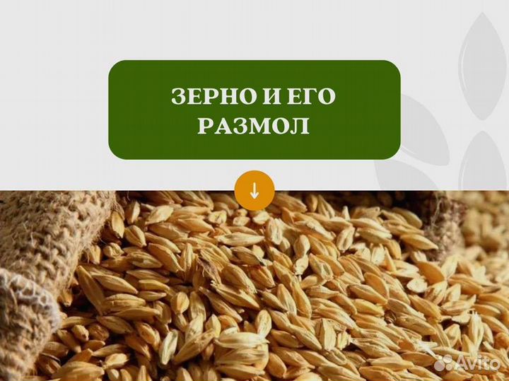 Пшеница Зерно (кг)