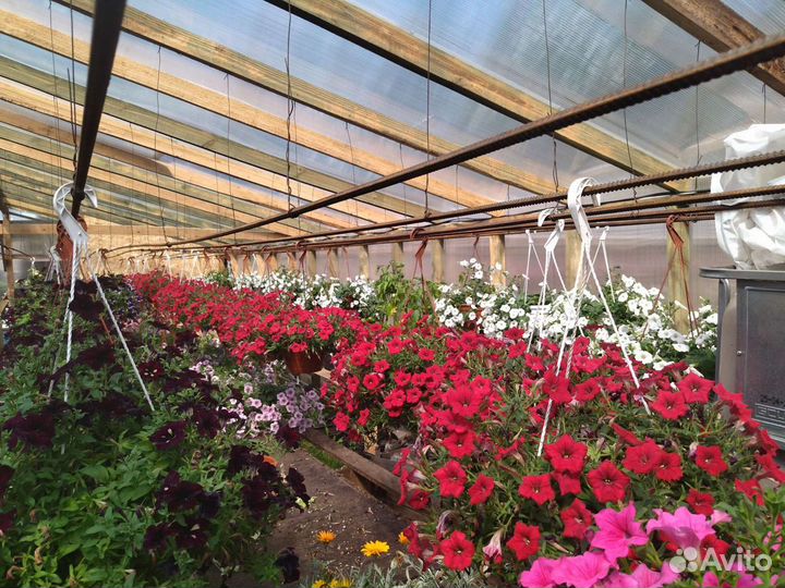 Петуния ампельная в кашпо