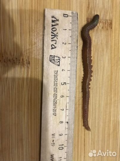 Крупный морской червь (нереис)