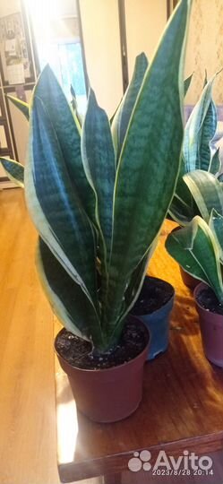 Продам Сансевиерию-щучий хвост