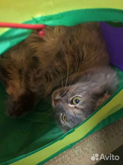 Кошечка в добрые руки