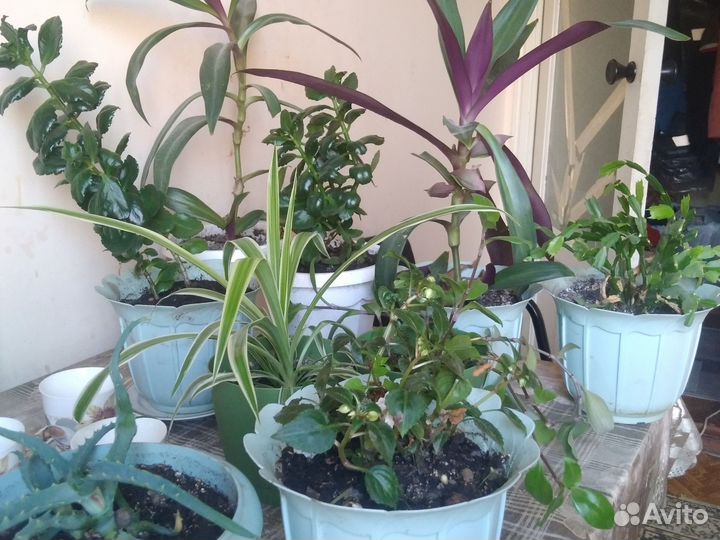 Растения для дома