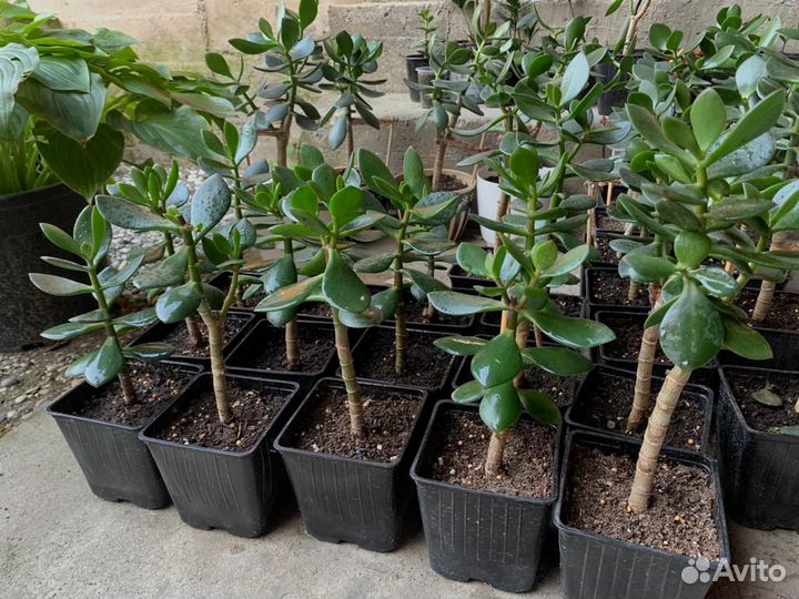 Толстянка, Крассула