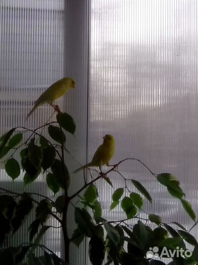 Кенара канарейки овсяночного напева от заводчика