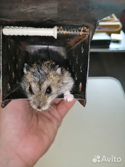 Мышеловка, ловушка, отлов грызунов