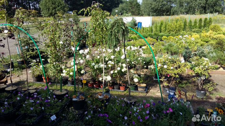 Все растения в одном месте сц«Любимый