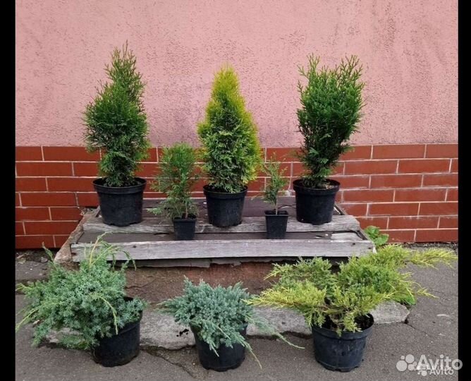 Плодовые,туи,декоративные растения,можжевельники