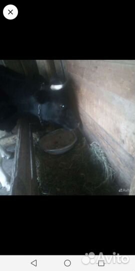 Корова, Овцы, козы