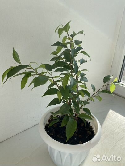 Фикус бенджамина кинки зеленый