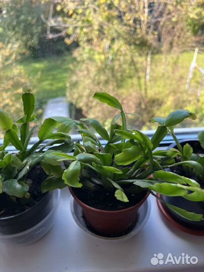 Цветок декабрист (шлюмберга)