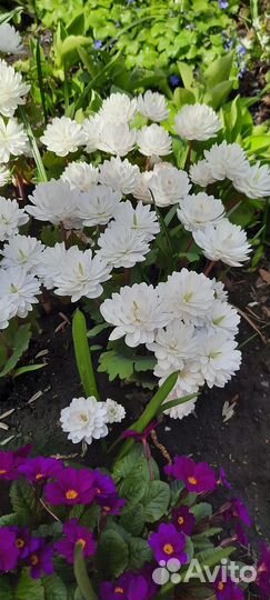 Сангвинария махровая, редкий, многолетник для сада