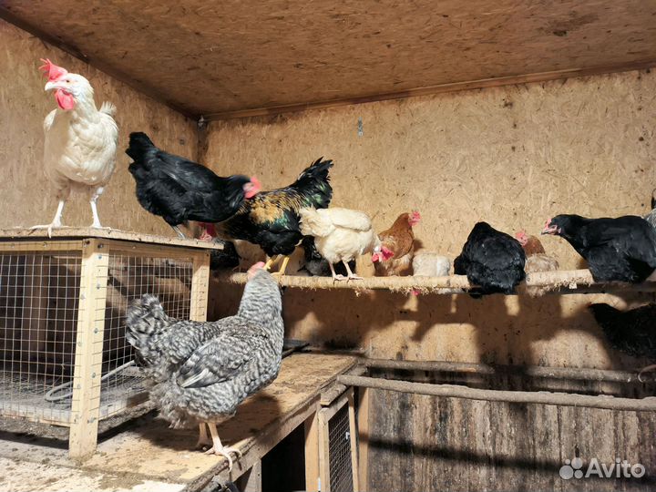 Куры несушки