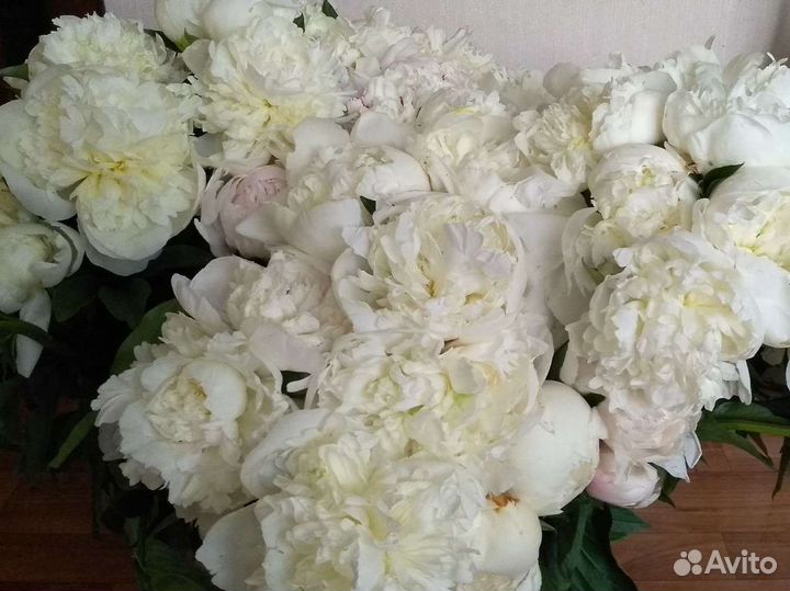 Пионы саженцы