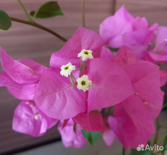 Бугенвиллия Donya