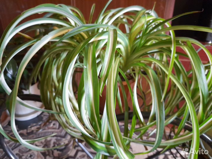 Комнатные домашние растения