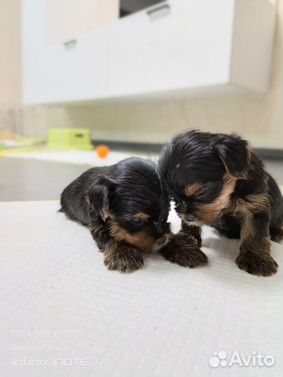 Йоркширский терьер мини щенки бейби фейс