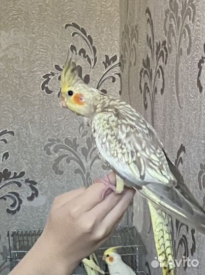 Супер ручные птенцы Корелл