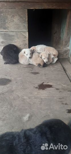 Щенки сибирской лайки