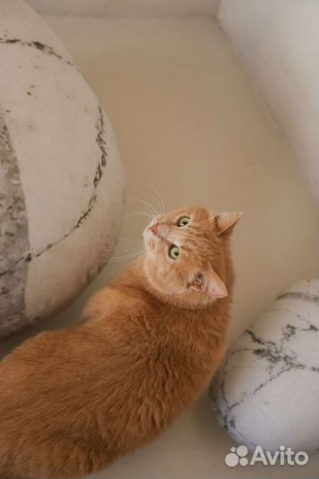 Кот 5+ кг