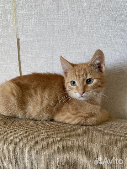 Рыжий котенок мальчик очень хочет домой