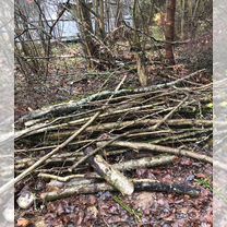 Расчистка участка от деревьев и кустарников