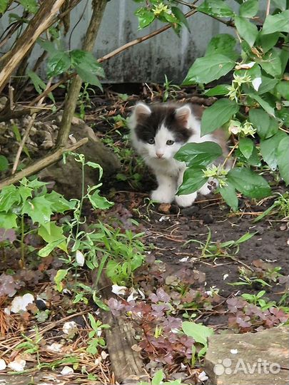 Кошки в добрые руки