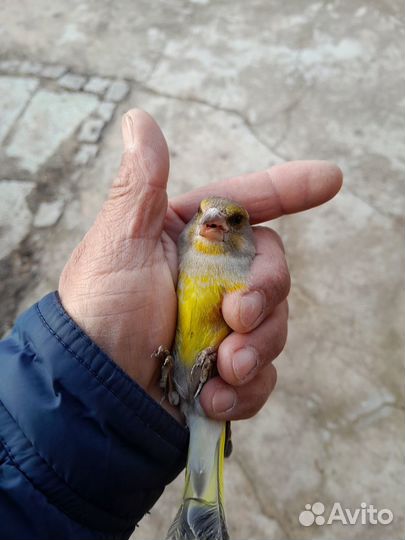 Зеленушка и щегол