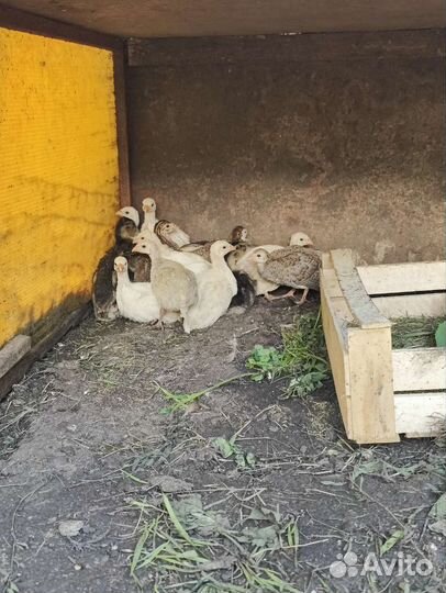 Фазаны молодые, павлинята, цесарята и бентамки