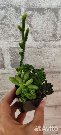 Суккуленты