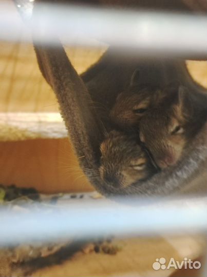 Малыши дегу