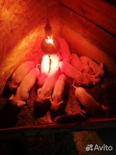 Поросенок ландрас