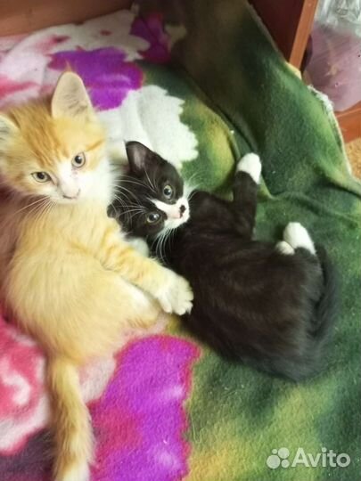 Котята в добрые руки мальчики