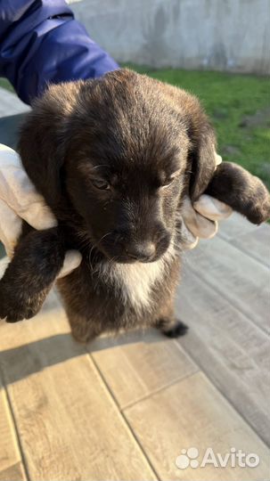 Отдам в добрые руки щенков