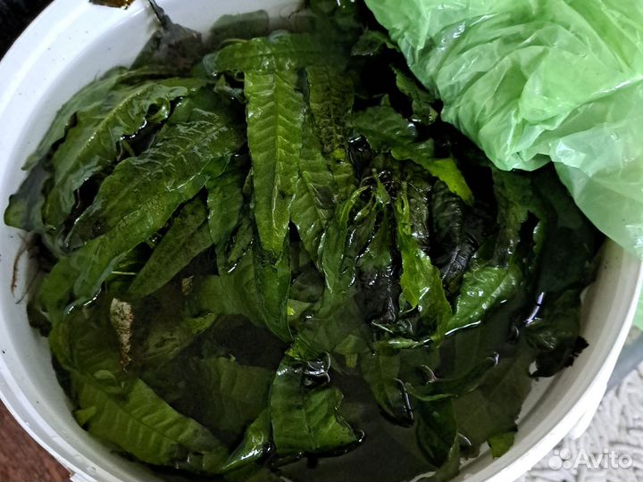 Растения для аквариума