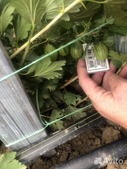 Крыжовник Орфей