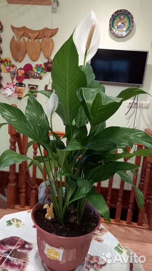 Спатифиллумы сортовые