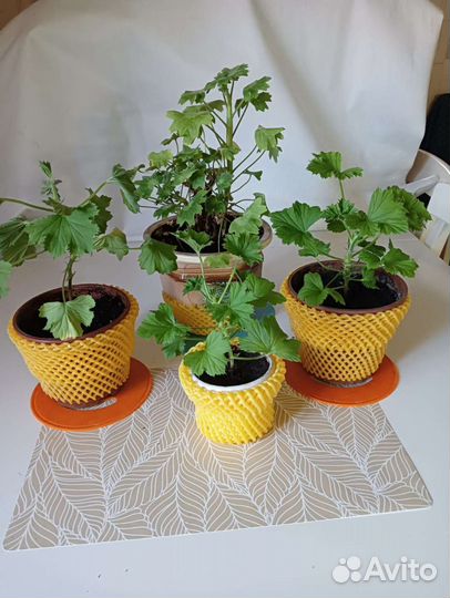 Герань королевская