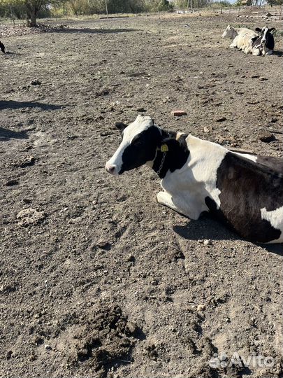 Коровы, телочки и бычки