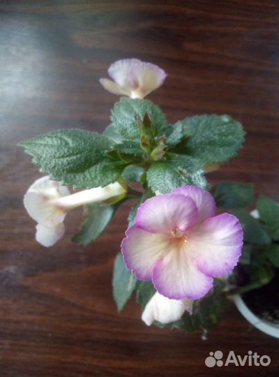 Комнатные растения