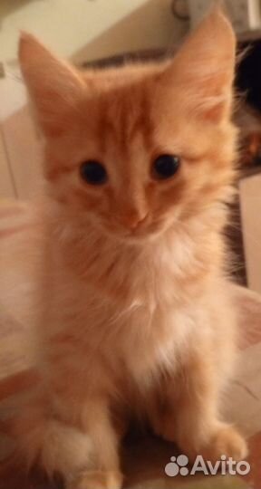 Игривая кошечка 3 мес. В заботливые руки