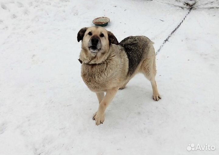 Верный пес, Белый волк, ждет новых хозяев