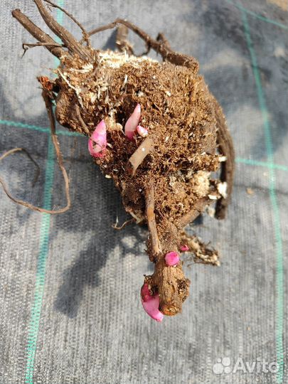 Пион Гоуинг Бананас (Paeonia Itoh Going Bananas)