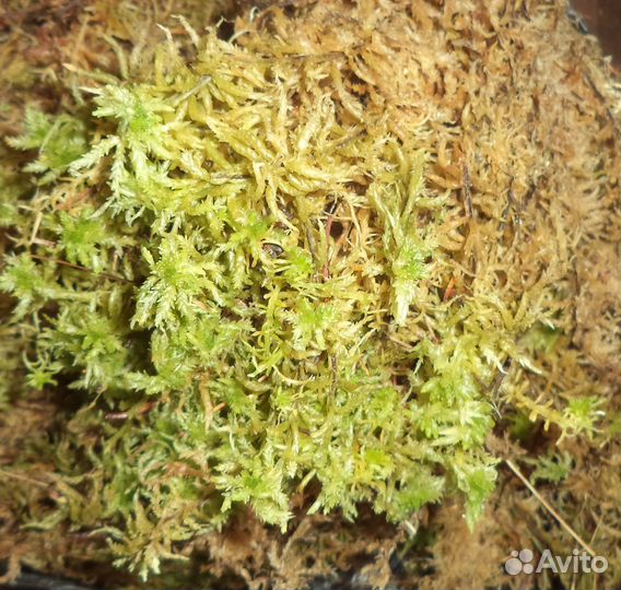 Товары для улиток (лишайник, смеси и пр)