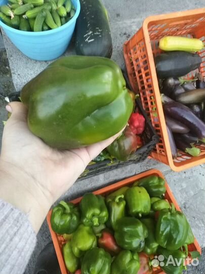 Перец болгарский домашний